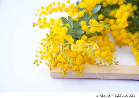 ミモザの切り花 ミモザの切り花 122516625