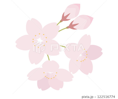 桜の花のイラスト さくら サクラ ソメイヨシノ 桜の花のイラスト さくら サクラ ソメイヨシノ 122516774