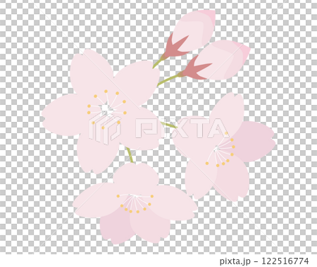 桜の花のイラスト さくら サクラ ソメイヨシノ 桜の花のイラスト さくら サクラ ソメイヨシノ 122516774
