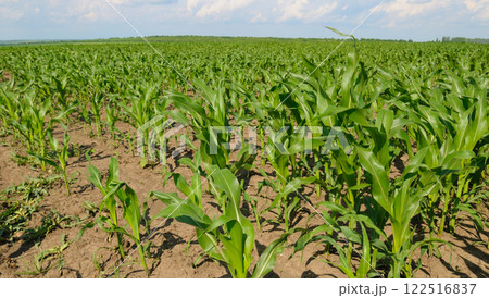 Green field of corn and blue sky. Agricultural landscape. 122516837