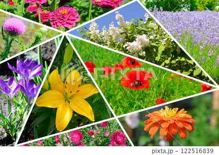 Colorful collage of flowers garden. Colorful collage of flowers garden. 122516839