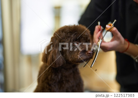 Dog grooming session at a pet salon with attentive stylist in action Dog grooming session at a pet salon with attentive stylist in action 122517303