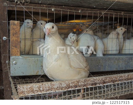 Large white young Texas quail sits on cage egg roll against background of cage full of domestic quails, cage keeping of poultry on country farm Large white young Texas quail sits on cage egg roll against background of cage full of domestic quails, cage keeping of poultry on country farm 122517315