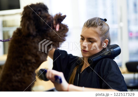 Groomer carefully styling a dog in a modern salon during daytime 122517329