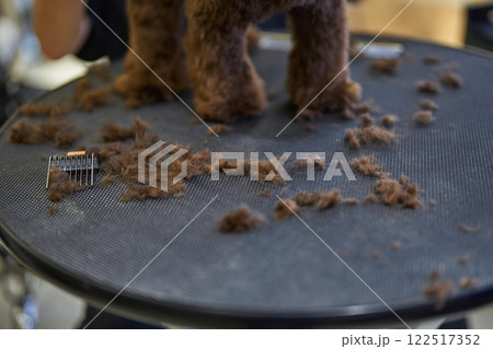 Grooming experience at a pet salon with freshly cut fur on the table Grooming experience at a pet salon with freshly cut fur on the table 122517352