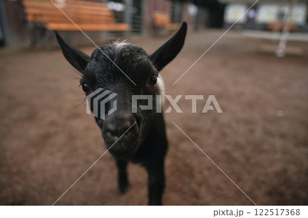 A curious black goat approaches visitors in a rustic farm setting 122517368