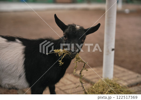 Black and white goat munching on hay in a barn during daylight Black and white goat munching on hay in a barn during daylight 122517369
