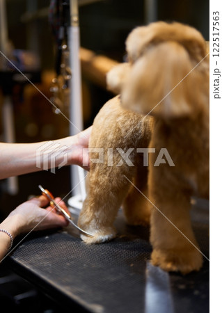 Dog grooming session in a busy salon with careful trimming taking place 122517563