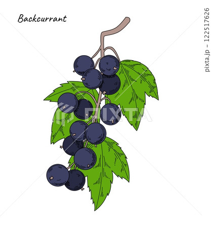 Vintage berry. Currant sketch. Natural branch with juicy fruits and leaves. Summer healthy food. Ripe vitamin harvest. Jam fresh ingredient. Blackcurrant plant. Botanical element. Vector color drawing 122517626