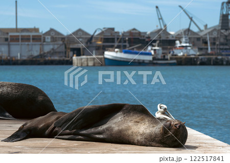 Cute Cape fur seal sleeping on the pier 122517841