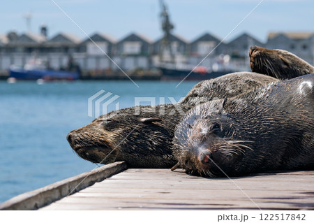 Three Cape fur seal sleeping on the pier 122517842