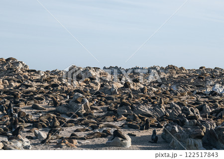 Colony of fur seals rest on the rocks of the Atlantic Ocean coast Colony of fur seals rest on the rocks of the Atlantic Ocean coast 122517843