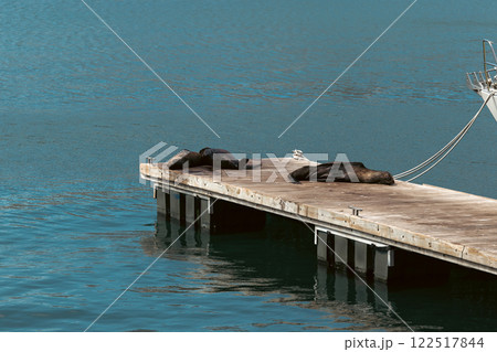 Three Cape fur seal sleeping on the pier Three Cape fur seal sleeping on the pier 122517844