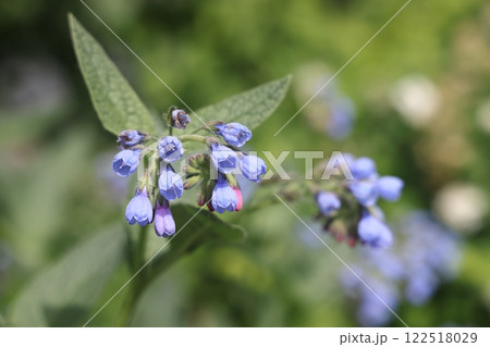 Macro of blue flower of comfrey flower. Delicate blue flowers in the shape of a bel 122518029