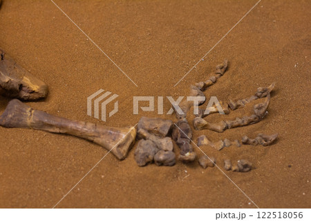 Partially discovered fossilized hand and arm bones resting on sand in a paleontology museum offer exciting insights into prehistoric life and ancient ecosystems. Fossilized skeleton in museums. 122518056