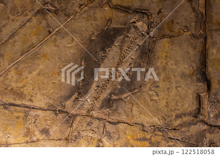 A close-up of a fossilized fish skeleton preserved in sedimentary rock showing the intricate details of prehistoric marine life in a paleontology museum setting. Fossilized fish skeleton in a museum. 122518058
