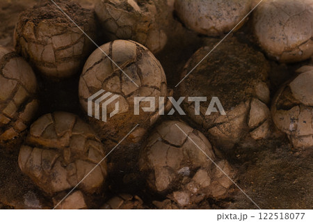 A group of fossilized dinosaur eggs display intricate cracks and textures, offering a glimpse into prehistoric life in a paleontology museum setting. Fossilized dinosaur eggs. 122518077
