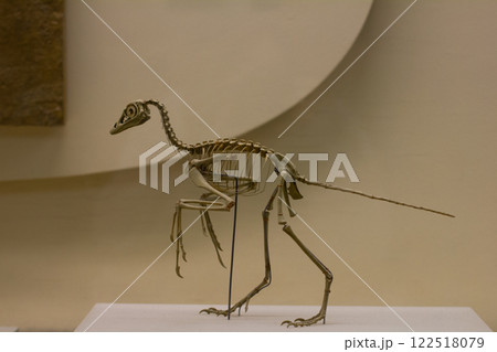 Complete dinosaur skeleton standing on a pedestal in a paleontological museum, showcasing its vertebrae, ribs, limbs, and delicate bone structure, providing a glimpse into prehistoric life. Complete dinosaur skeleton standing on a pedestal in a paleontological museum, showcasing its vertebrae, ribs, limbs, and delicate bone structure, providing a glimpse into prehistoric life. 122518079