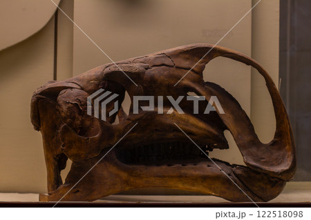 A brown fossilized dinosaur skull on display at a museum provides a glimpse into prehistoric life and the anatomy of ancient creatures. Dinosaur skeleton at the museum. 122518098