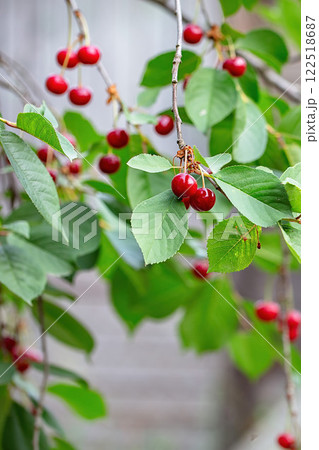 Vibrant red cherries hang from lush green leaves in a summer orchard. Copy space. Vibrant red cherries hang from lush green leaves in a summer orchard. Copy space. 122518687