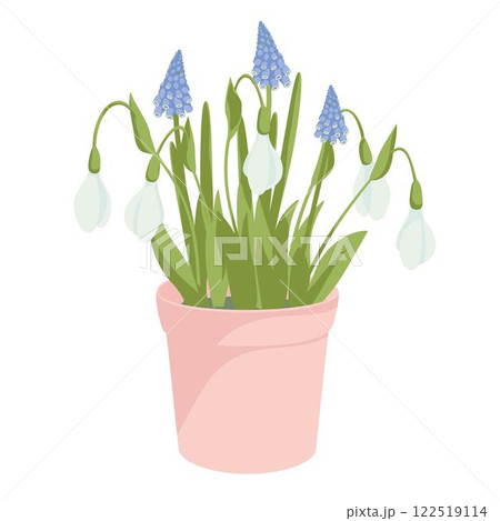 blossoming grape hyacinth and snowdrop flowers in pot blossoming grape hyacinth and snowdrop flowers in pot 122519114