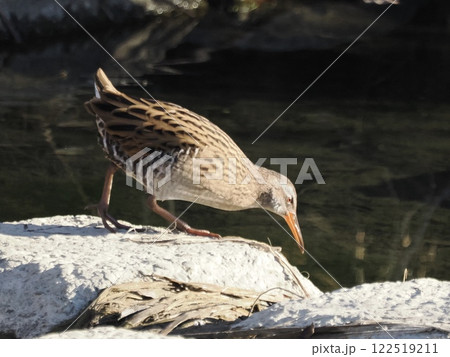 ヒクイナ ヒクイナ 122519211