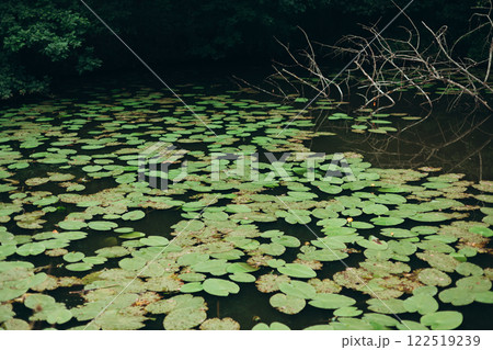Pond with water lilies. Scenic of swamps in the park Pond with water lilies. Scenic of swamps in the park 122519239