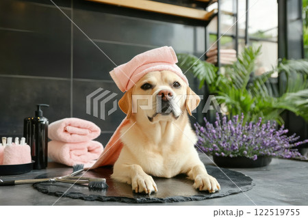 Playful dog in a spa setting home bathroom pet grooming relaxing environment close-up shot pampering concept Playful dog in a spa setting home bathroom pet grooming relaxing environment close-up shot pampering concept 122519755