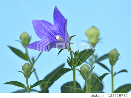 桔梗の花 秋の七草のひとつ A3( fix撮影 ) 桔梗の花 秋の七草のひとつ A3( fix撮影 ) 122519783