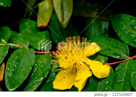 Hypericum perforatum, commonly known as St John's wort Hypericum perforatum, commonly known as St John's wort 122520007