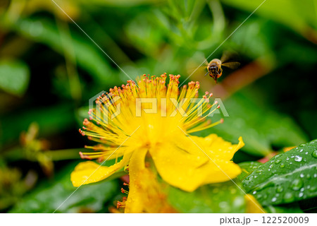 Hypericum perforatum, commonly known as St John's wort 122520009