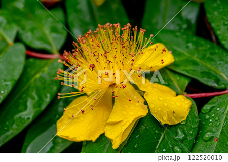 Hypericum perforatum, commonly known as St John's wort 122520010