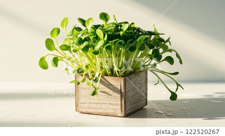 A potted plant with green leaves is growing in a wooden box A potted plant with green leaves is growing in a wooden box 122520267