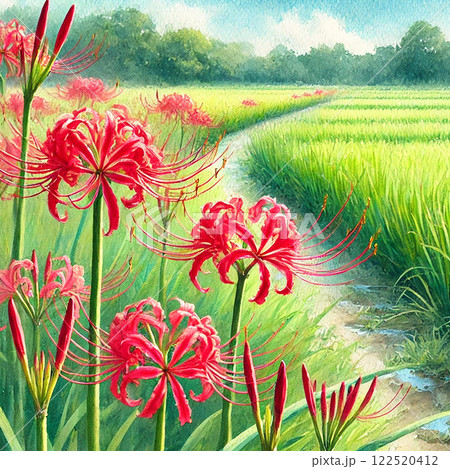田園風景と彼岸花|日本の美しい秋を描いた水彩イラスト 田園風景と彼岸花|日本の美しい秋を描いた水彩イラスト 122520412