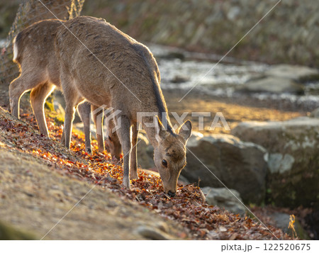 奈良公園の吉城川で草を食べる鹿 奈良公園の吉城川で草を食べる鹿 122520675