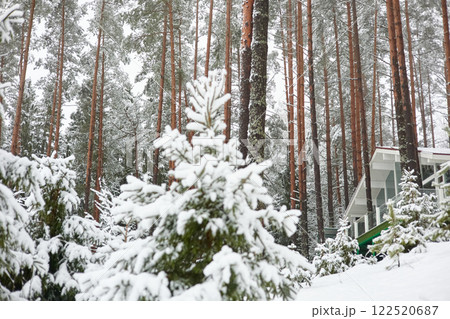 beautiful country house in a snowy pine forest, night lighting, winter fairy tale beautiful country house in a snowy pine forest, night lighting, winter fairy tale 122520687