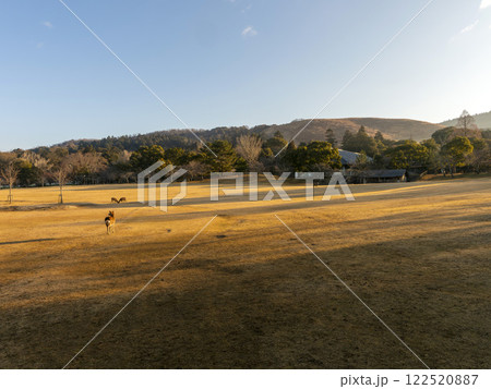 朝日に照らされた奈良公園春日野園地 122520887