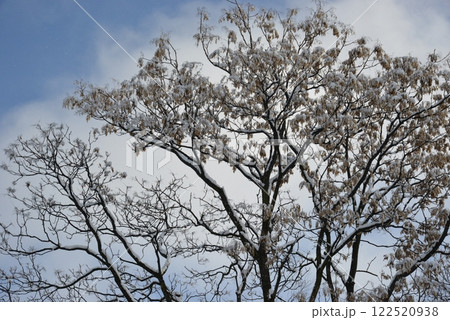 昨夜からの雪がやんだ朝の風景　岐阜尻毛 122520938