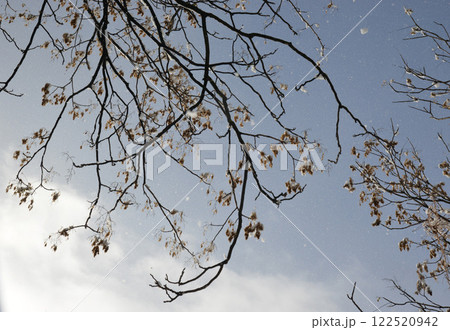 昨夜からの雪がやんだ朝の風景　岐阜尻毛 122520942