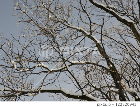 昨夜からの雪がやんだ朝の風景　岐阜尻毛 122520943