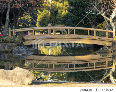 【奈良公園】三社託宣池の橋を渡る鹿 122521042