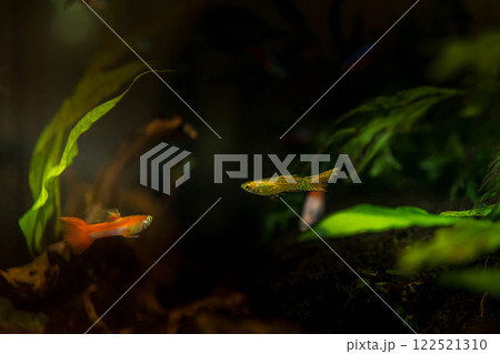 水槽の中ゆらゆらと～熱帯魚～ 122521310