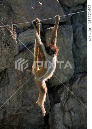 ぶら下がるブラウンケナガクモザルの子供 ぶら下がるブラウンケナガクモザルの子供 122521403