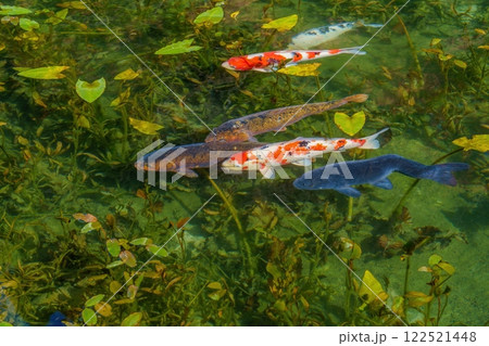 抜群の透明度の池を群れをなして優雅に泳ぐカラフルな錦鯉 122521448