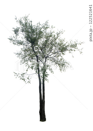 Jujube Tree Jujube Tree 122521641