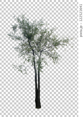 Jujube Tree Jujube Tree 122521641