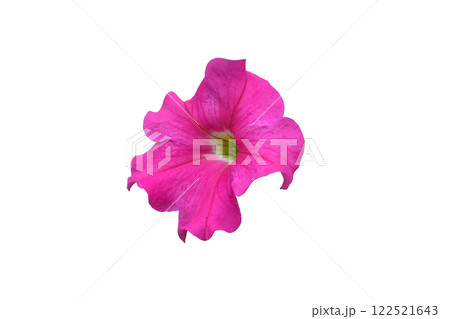 Pink flowered of petunia Pink flowered of petunia 122521643