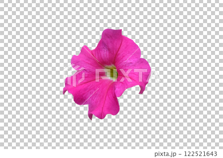 Pink flowered of petunia Pink flowered of petunia 122521643