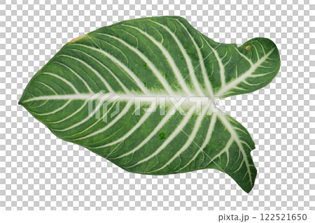 Caladium Lindenii foliage Caladium Lindenii foliage 122521650