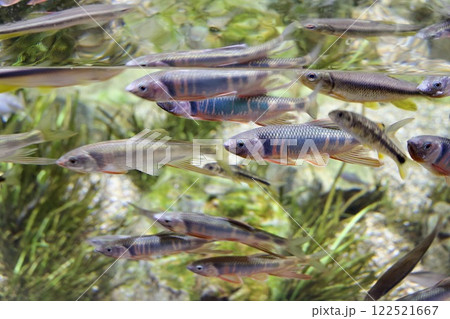須磨シーワールドの水槽の魚 122521667